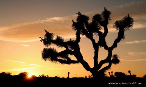 Zdjęcie USA / Kalifornia / Kalifornia / Joshua Tree