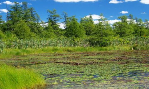 Zdjęcie USA / brak / Illinois  / bagna Volo Bog