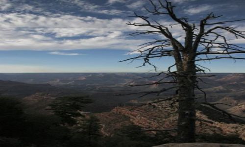 Zdjęcie USA / Arizona / Grand CanyonNP / Drzewo