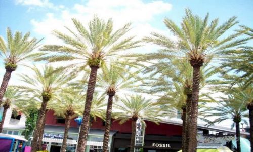 Zdjcie USA / Floryda / Orlando / Palmy