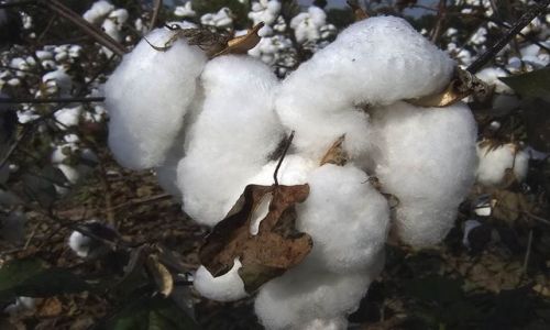 Zdjęcie USA / S. Georgia / pole bawelny / Bawelenka