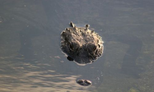 Zdjęcie USA / floryda / everglades national park / oko w oko