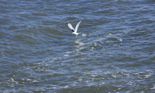 Zdjęcie USA / brak /  ocean  .  plaza  w  NY / w  locie