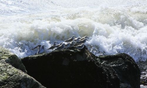 Zdjęcie USA / brak / ocean . plaza NY / ptaszki