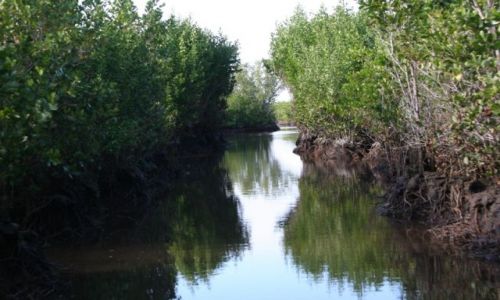 Zdjęcie USA / Floryda / Everglades national park / wyprawa w poszukiwaniu aligatorow