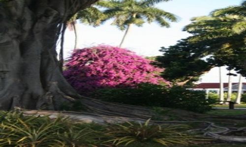 Zdjcie USA / floryda / fort Myers/ dom Edisona / w ogrodzie Edisona