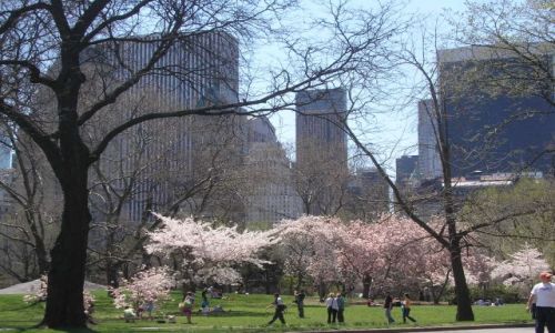 Zdjęcie USA / brak / central  park    , NY   / wiosna
