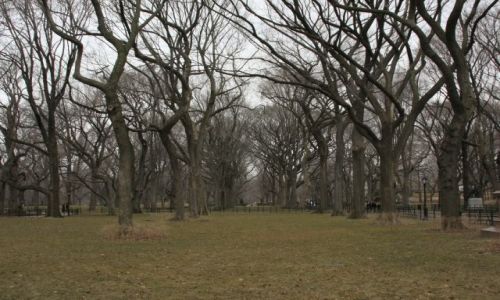Zdjęcie USA / brak /   central  park  ......NY / drzewka....