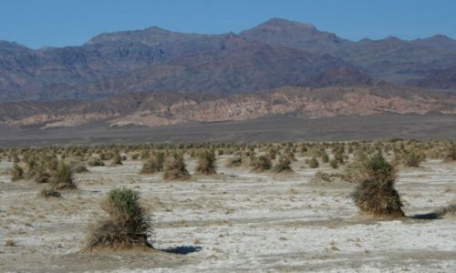 Zdjęcie USA / Kalifornia / Death Valley National Park / The Devil's Cornfield