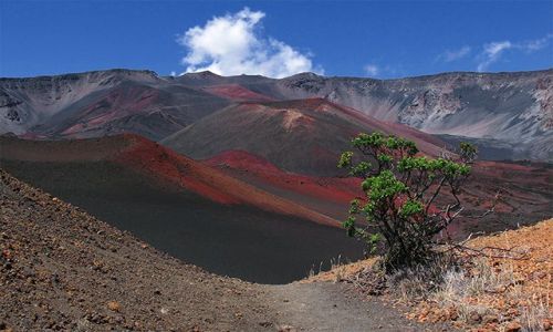 Zdjecie USA / Hawaje - wyspa Maui / Haleakala Crater / Wulkaniczna rolinno