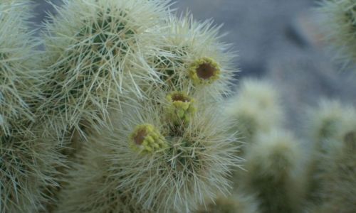 Zdjecie USA / California / Joshua NP / kaktus cholla