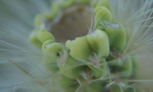 Zdjecie USA / California / Joshua NP / Kaktus Cholla z bardzo bliska