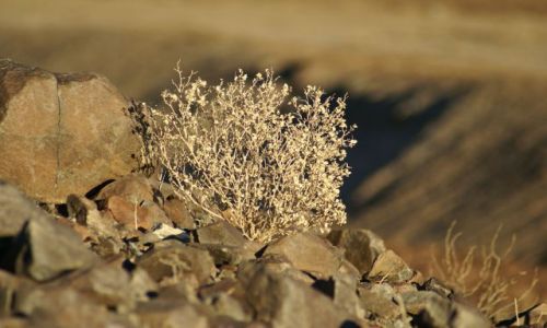 Zdjecie USA / California / Death Valley NP / jedyna forma ycia w Dolinie mierci