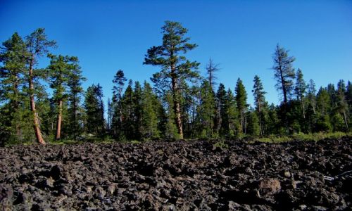Zdjęcie USA / brak / Oregon / Lava Cast Forest