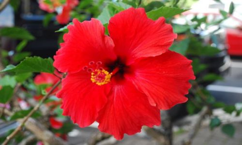 Zdjecie USA / Hawaje / Big Island / Hibiskus