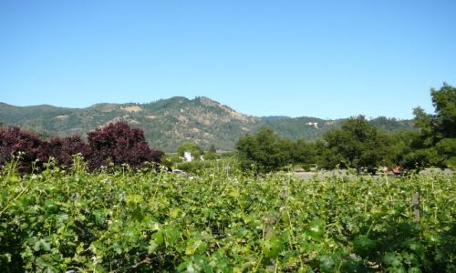 Zdjecie USA / Nappa Valey / Calistoga / winnice