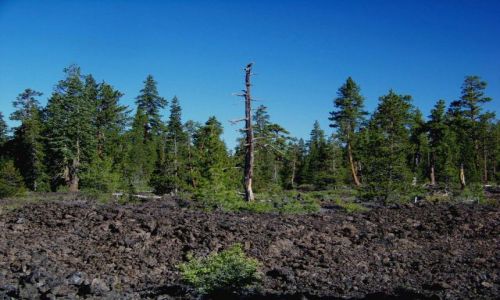 Zdjęcie USA / brak / centralny Oregon / drzewa w zastyglej lawie