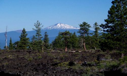 Zdjęcie USA / brak / centralny Oregon / drzewa w zastyglej lawie 3