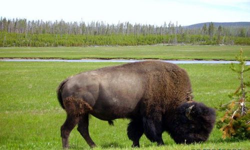Zdjecie USA / Wyoming / Park Yellowstone / król Yellowstone