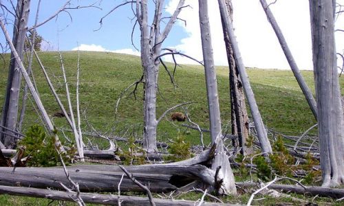 Zdjcie USA / Wyoming / Park Yellowstone / gdzie jest niedwied??