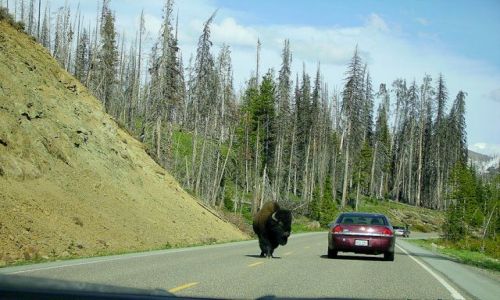 Zdjecie USA / Wyoming / Park Yellowstone / kto ma pierwszeństwo??