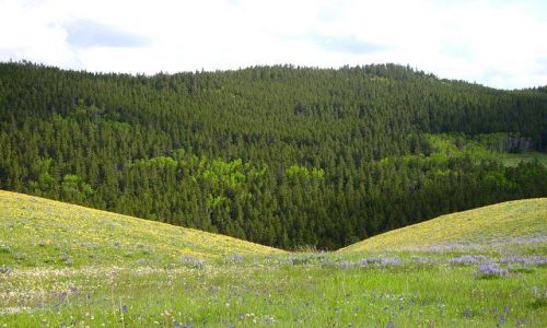 Zdjecie USA / Wyoming / okolice Yellowstone / górska łąka