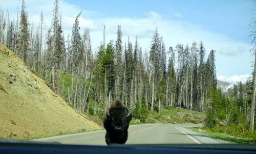 Zdjcie USA / Wyoming / Park Yellowstone / na czoowe!