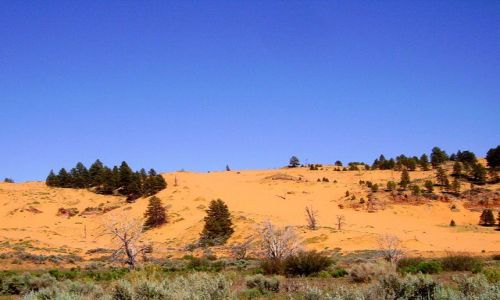 Zdjecie USA / Arizona / Coral Sand Dunes / wydmy piaskowe o niezwykym kolorze