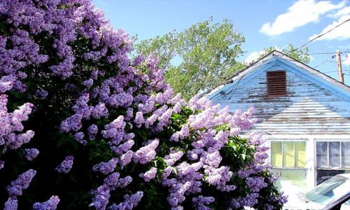 Zdjęcie USA / Wyoming / Grand Teton  - Jackson / piękno i brzydota