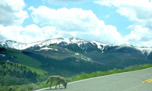 Zdjecie USA / Wyoming / Yellowstone / spotkanie z wilkiem