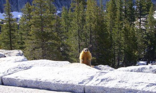 Zdjecie USA / Kalifornia / w drodze do Yosemite / dzie wistaka - czy mamy juz wiosn?