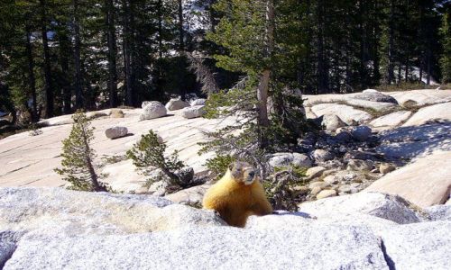 Zdjecie USA / Kalifornia / w drodze do Yosemite / dzień świstaka II - cos bym zjadł!