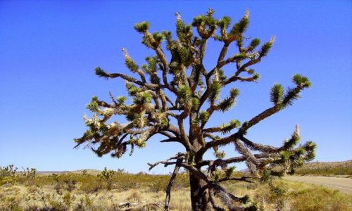 Zdjęcie USA / Nevada / Pustynia Mojave / Joshua Tree na pustyni Mojave