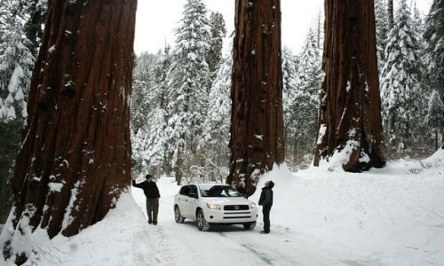 Zdjecie USA / California / Sequoia National Park / Duze tez jest piekne
