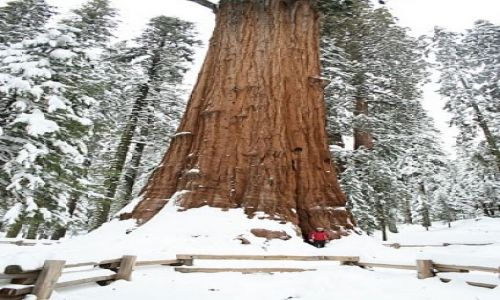 Zdjecie USA / California / Sequoia National Park / Sherman - najwieksze drzewo swiata