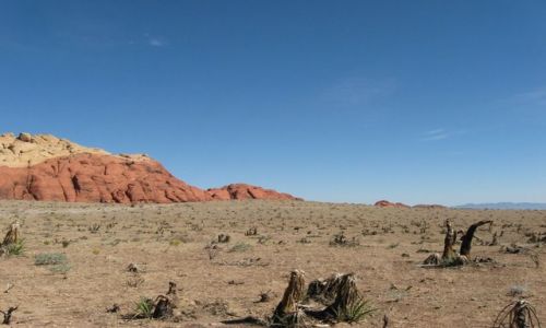 Zdjęcie USA / Nevada / Park Narodowy Red Rock Canyon / Kolorowe przekładańce i dzika natura