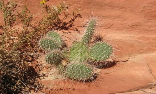 Zdjecie USA / Nevada / Park Narodowy Red Rock Canyon / nie milusie i puchate, a ostre i kłujące