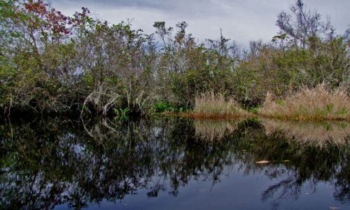Zdjęcie USA / brak / Georgia / Okefenokee Swamp  / Okefenokee Swamp 2