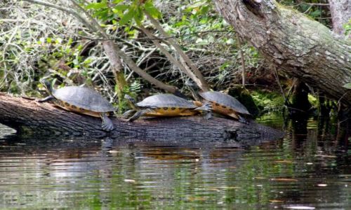 Zdjęcie USA / brak / Georgia / Okefenokee Swamp  / zolwiki