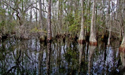 Zdjęcie USA / brak / Georgia / Okefenokee Swamp  / Okefenokee Swamp 3