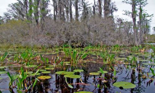 Zdjęcie USA / brak / Georgia / Okefenokee Swamp  / Okefenokee Swamp 4