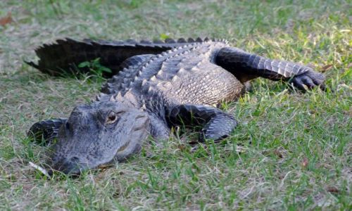 Zdjecie USA / brak / Georgia / Okefenokee Swamp  / no podejdz  blizej , jeszcze ciut :)