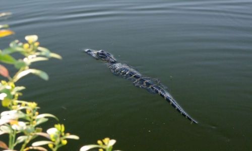 Zdjęcie USA / brak / Georgia / Okefenokee Swamp  / bejbik