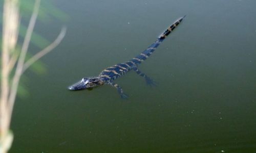 Zdjecie USA / brak / Georgia / Okefenokee Swamp  / bejbik 2