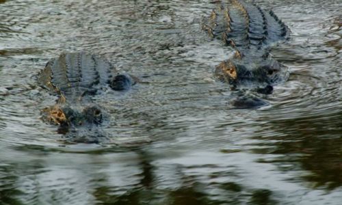 Zdjecie USA / brak / Georgia / Okefenokee Swamp  / torpedy :)