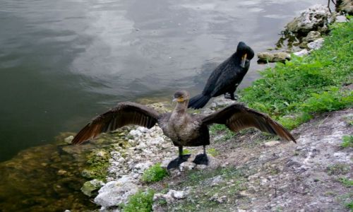 Zdjecie USA / brak / Floryda / Everglades National Park / kormoran suszy skrzydla