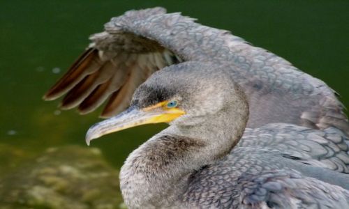 Zdjecie USA / brak / Floryda / Everglades National Park / kormoran - portrecik