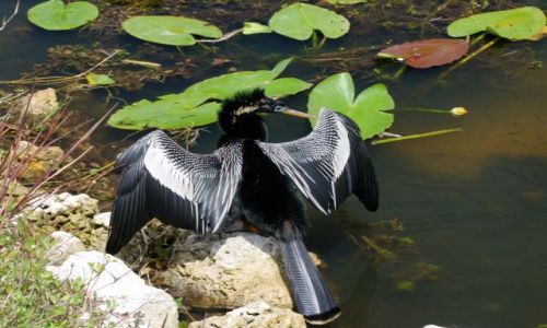 Zdjecie USA / brak / Floryda / Everglades NP / Anhinga