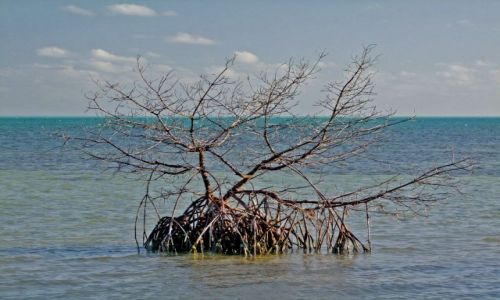 Zdjecie USA / - / Floryda / archipelag Florida Keys /  Key Largo / wysunieta jednostka namorzynowa :)