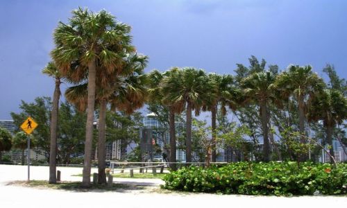 Zdjęcie USA / Floryda / Miami / wszędzie palmy